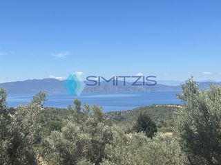 Αγροτεμάχια 10.000 τ.μ. για πώληση
