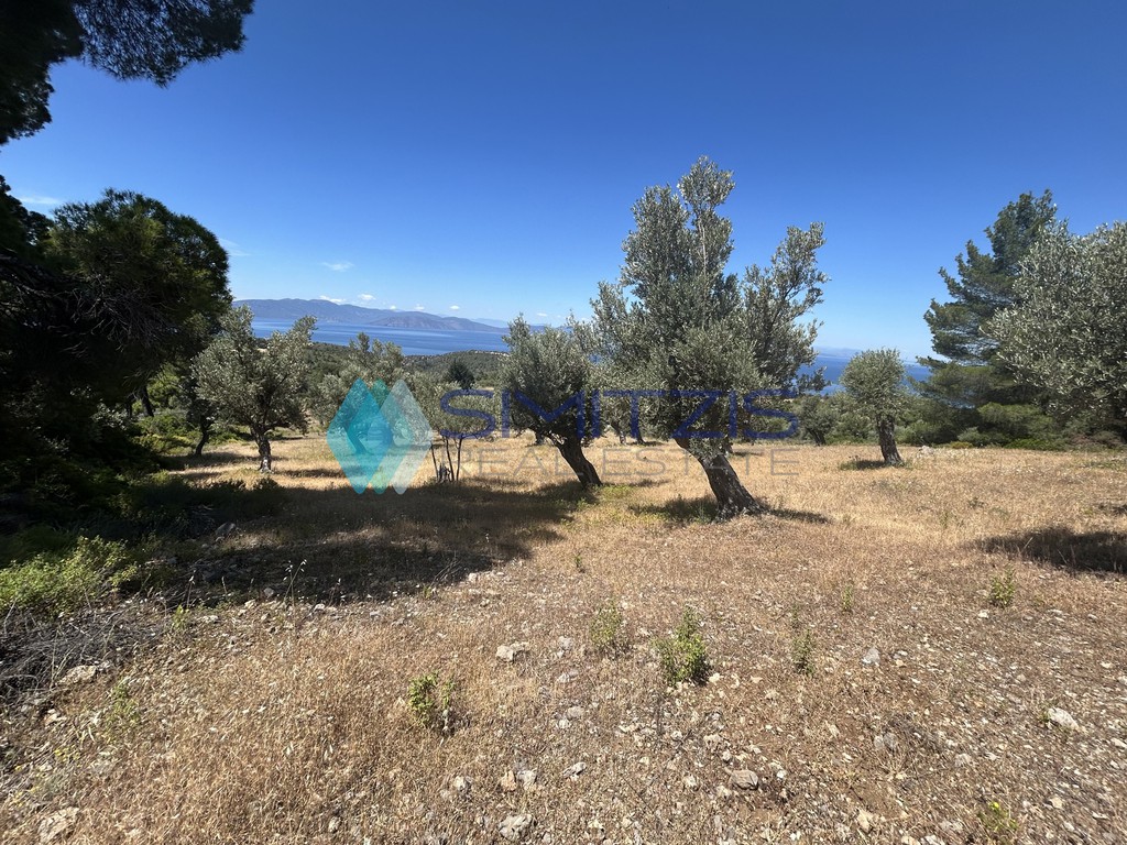 Αγροτεμάχια 10.000 τ.μ. προς πώληση, Δάφνη Μεσσαπίας