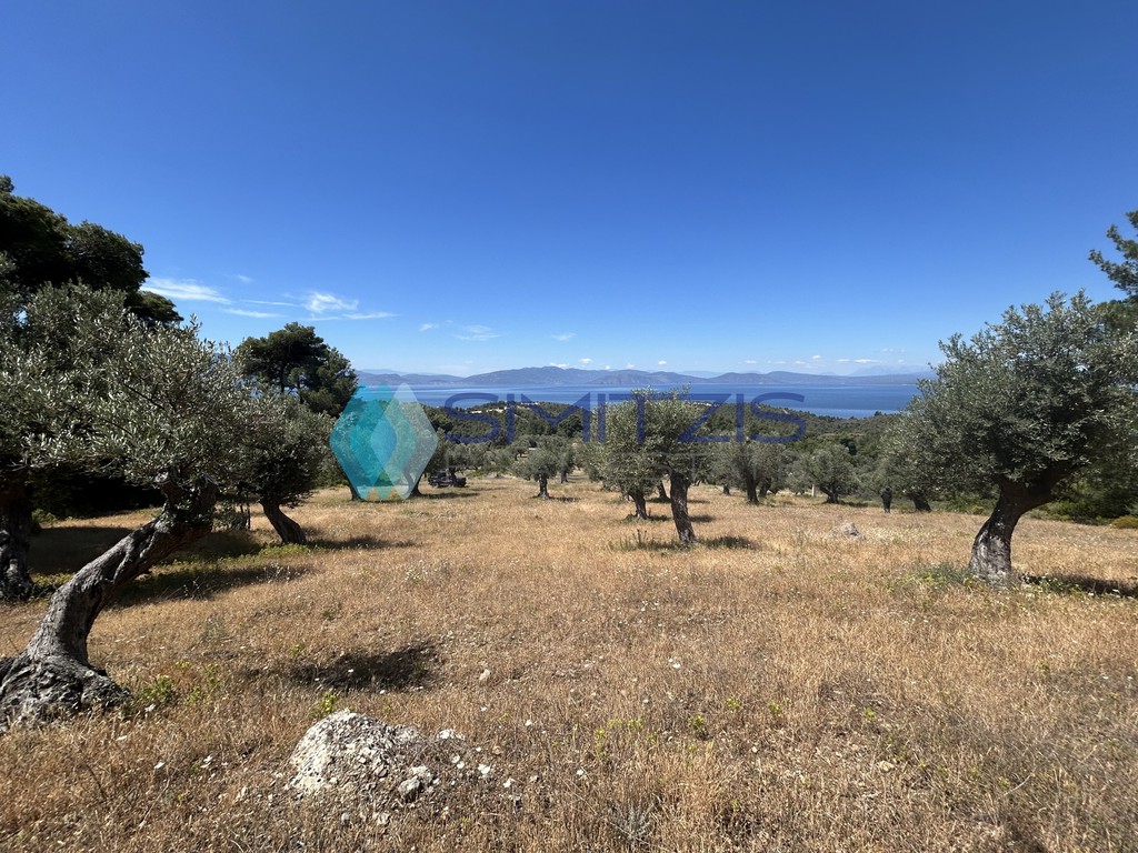 Αγροτεμάχια 10.000 τ.μ. προς πώληση, Δάφνη Μεσσαπίας