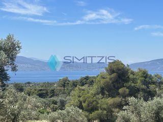 Αγροτεμάχια 5.100 τ.μ. για πώληση