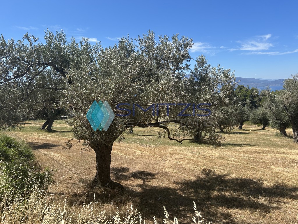 Αγροτεμάχια 5.100 τ.μ. προς πώληση, Πολιτικά
