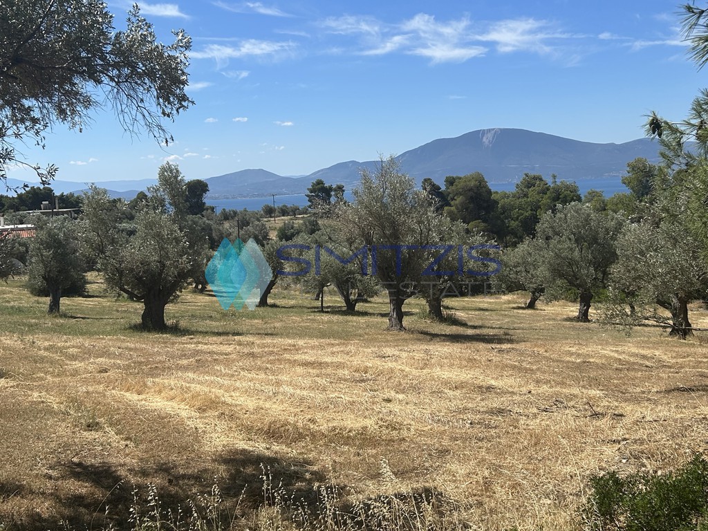 Αγροτεμάχια 5.100 τ.μ. προς πώληση, Πολιτικά