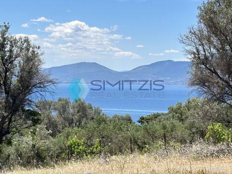 Parcel 5.000sqm for sale-Messapia