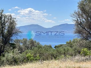 Αγροτεμάχια 5.000 τ.μ. για πώληση