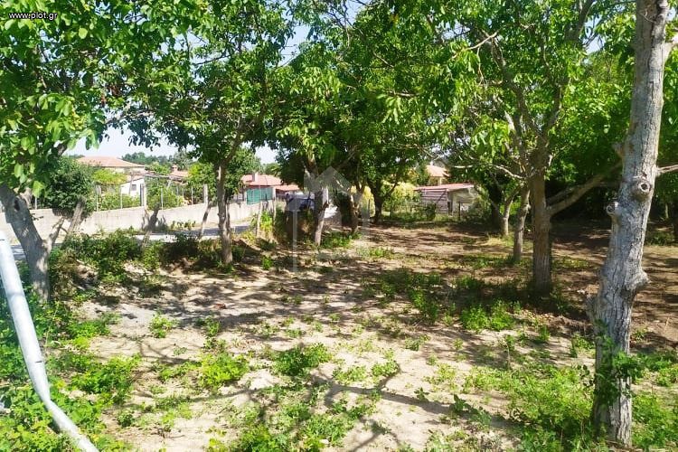 Αγροτεμάχια 2.106 τ.μ. προς πώληση, Παλαιοχώρι Αρναίας