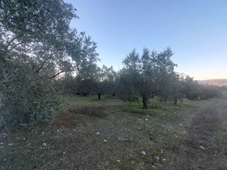 Αγροτεμάχια 6.000 τ.μ. για πώληση