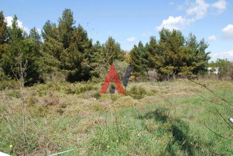 Οικόπεδο 4.007τ.μ. για πώληση-Κηφισιά » Αδάμες (οικισμός πελοποννησίων)