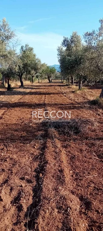 Αγροτεμάχια 4.000 τ.μ. προς πώληση, Γαλάζια Νερά