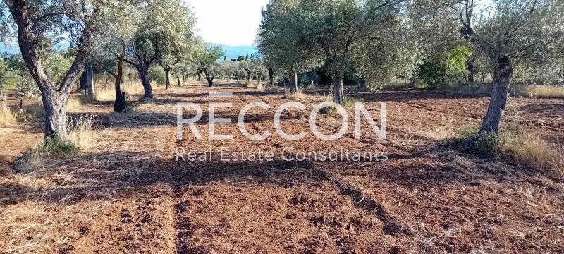 Αγροτεμάχια 4.000 τ.μ. προς πώληση, Γαλάζια Νερά
