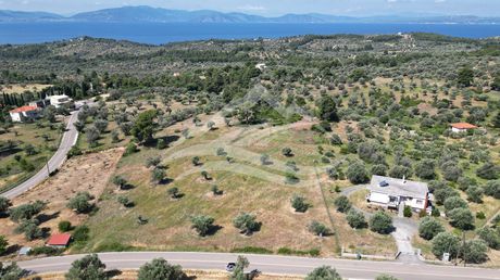 Αγροτεμάχια 7.651τ.μ. για πώληση-Μεσσαπία » Νεροτριβιά