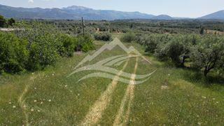Αγροτεμάχια 2.865 τ.μ. για πώληση, Εύβοια, Δίρφυς-thumb-9
