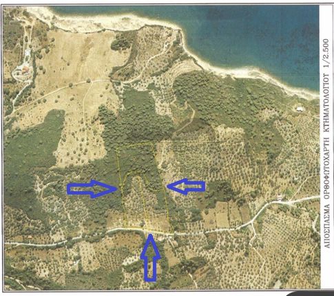 Αγροτεμάχια 20.000 τ.μ. για πώληση, Μαγνησία, Σηπιάδα