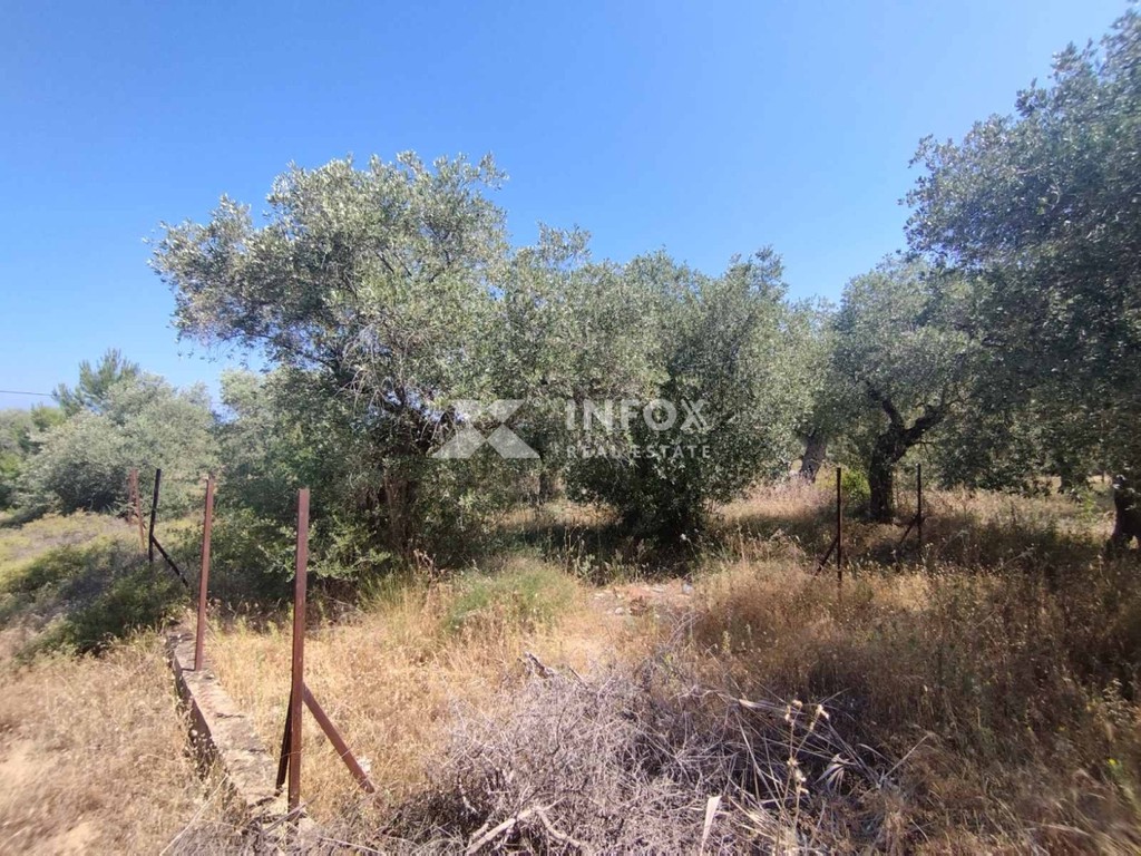 Οικόπεδο 252 τ.μ. προς πώληση, Σκάλα Σωτήρος