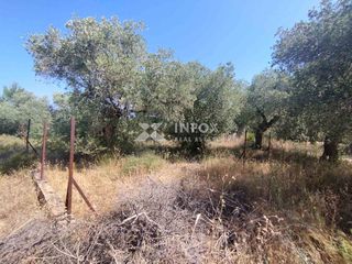 Οικόπεδο 252 τ.μ. προς πώληση, Σκάλα Σωτήρος-thumb-3