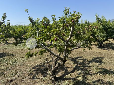 Αγροτεμάχια 13.800τ.μ. για πώληση-Άργος