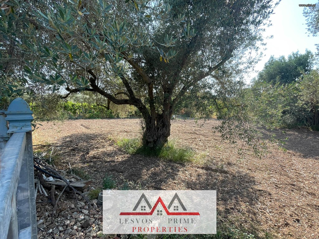 Οικόπεδο 1.893 τ.μ. πρός πώληση, Ν. Λέσβου, Λέσβος - Γέρας