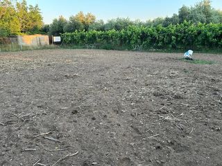 Οικόπεδο 1.893 τ.μ. προς πώληση, Γέρα Λέσβου-thumb-4