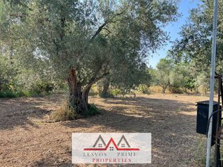 Οικόπεδο 1.893 τ.μ. προς πώληση, Γέρα Λέσβου-thumb-7
