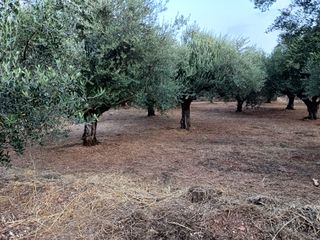 Οικόπεδο 2.473 τ.μ. για πώληση, Μεσσηνία, Αρφαρά-thumb-2