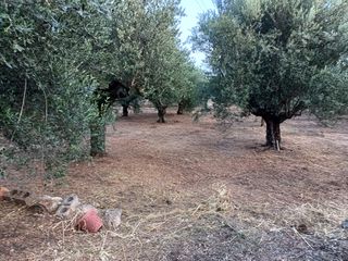 Οικόπεδο 2.473 τ.μ. για πώληση, Μεσσηνία, Αρφαρά-thumb-3