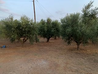 Οικόπεδο 2.473 τ.μ. για πώληση, Μεσσηνία, Αρφαρά-thumb-8