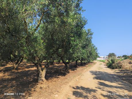 Αγροτεμάχια 1.000τ.μ. για πώληση-Ορφανό » Παραλία οφρυνίου