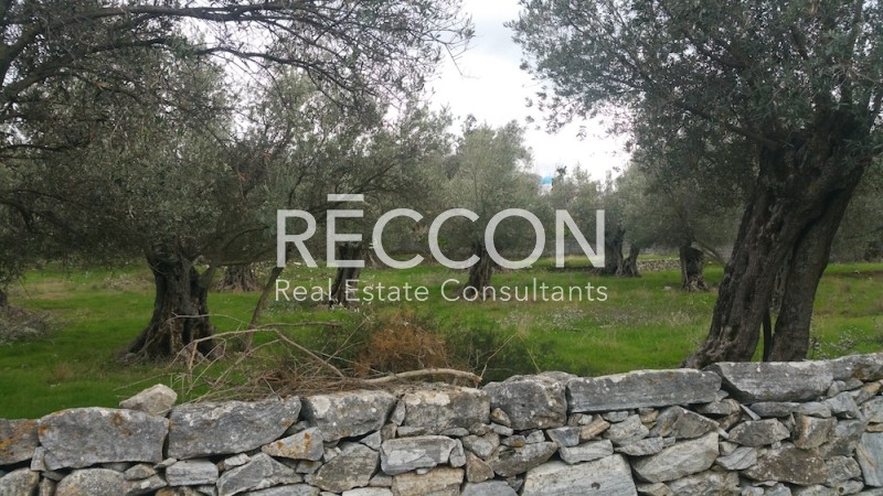 Οικόπεδο 1.550 τ.μ. προς πώληση, Αγία Άννα Νάξου