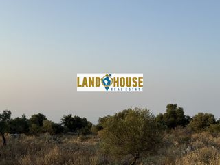 Αγροτεμάχια 25.000 τ.μ. για πώληση