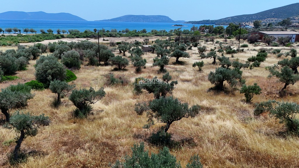 Αγροτεμάχια 8.504,29 τ.μ. πρός πώληση, Αργολίδα, Ερμιόνη