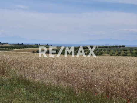 Αγροτεμάχια 4.000 τ.μ. για πώληση