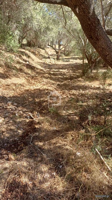 Αγροτεμάχια 2.607 τ.μ. προς πώληση, Απολλώνιο