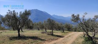 Αγροτεμάχια 16.248 τ.μ. για πώληση, Κορινθία, Νεμέα-thumb-8