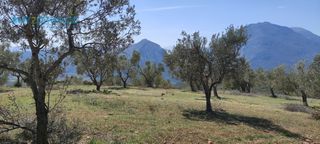 Αγροτεμάχια 16.248 τ.μ. για πώληση, Κορινθία, Νεμέα-thumb-5