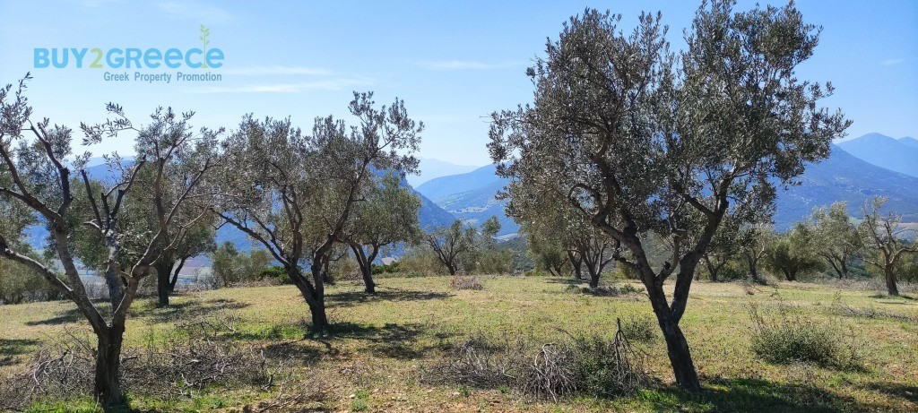 Αγροτεμάχια 16.248 τ.μ. προς πώληση, Νεμέα