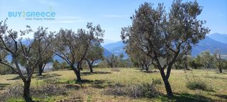 Αγροτεμάχια 16.248 τ.μ. για πώληση, Κορινθία, Νεμέα-thumb-3
