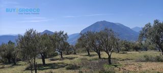 Αγροτεμάχια 16.248 τ.μ. για πώληση, Κορινθία, Νεμέα-thumb-11
