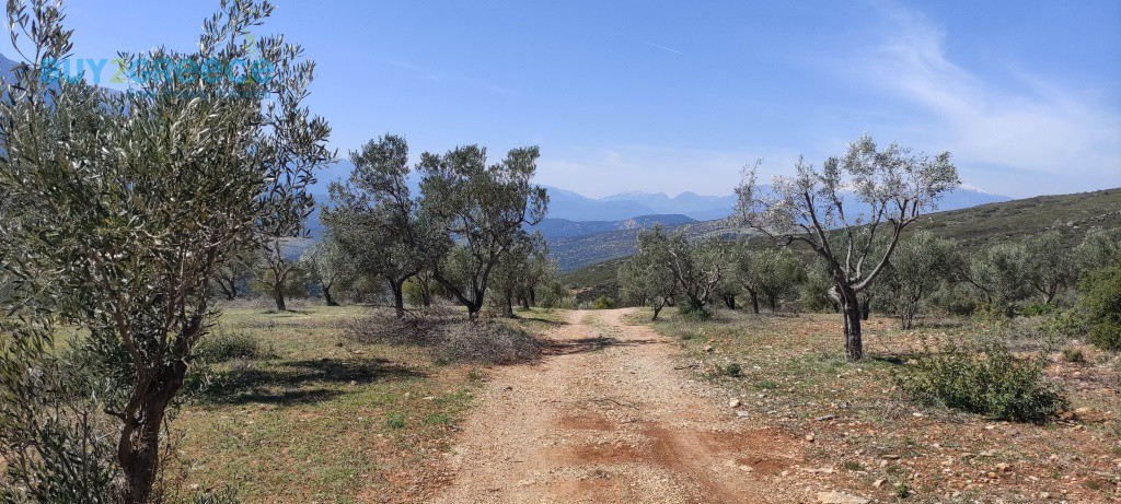 Αγροτεμάχια 16.248 τ.μ. προς πώληση, Νεμέα