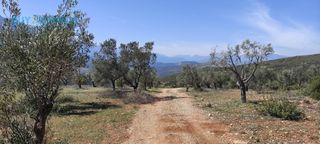 Αγροτεμάχια 16.248 τ.μ. για πώληση, Κορινθία, Νεμέα-thumb-2