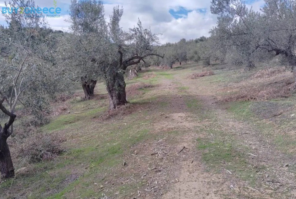 Αγροτεμάχια 27.857 τ.μ. προς πώληση, Μποζικάς