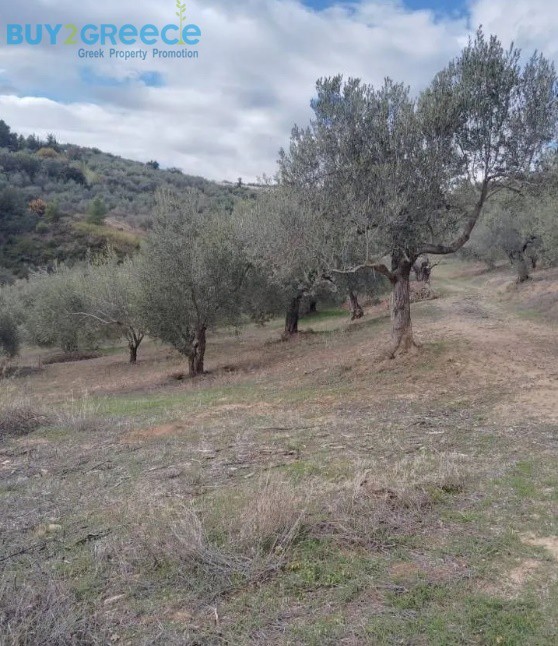 Αγροτεμάχια 27.857 τ.μ. προς πώληση, Μποζικάς