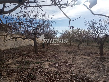 Αγροτεμάχια 5.000τ.μ. για πώληση-Αίγινα » Παγώνι