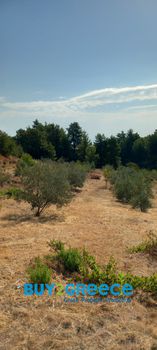 Αγροτεμάχια 12.650τ.μ. για πώληση-Σικυώνα