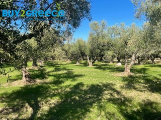 Οικόπεδο 12.000 τ.μ. για πώληση
