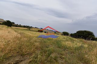 Αγροτεμάχια 12.000 τ.μ. για πώληση