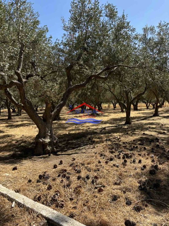 Αγροτεμάχια 2.650 τ.μ. πρός πώληση, Εβρος, Αλεξανδρούπολη