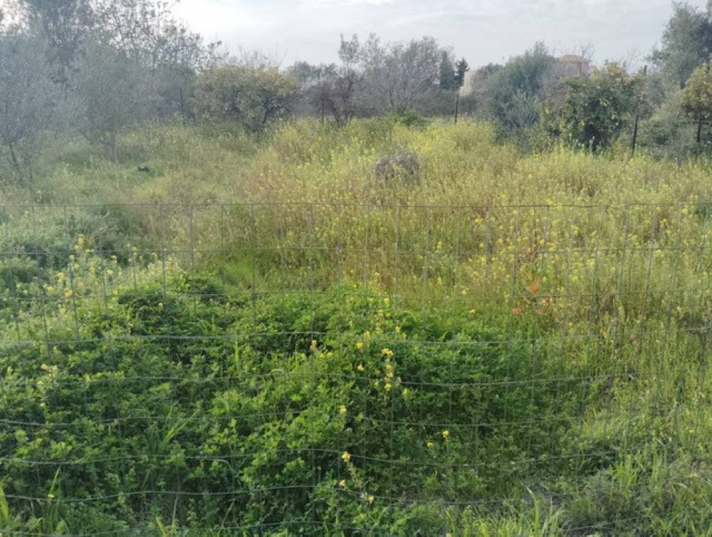 Οικόπεδο 427 τ.μ. πρός πώληση, Κορινθία, Ξυλόκαστρο