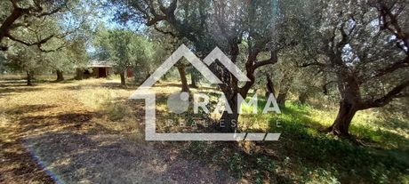 Οικόπεδο 2.500τ.μ. για πώληση-Φαρές » Βασιλικό