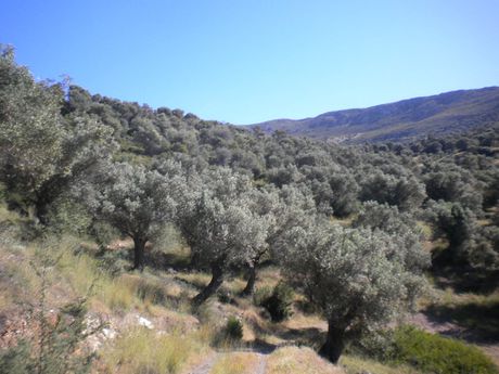 Αγροτεμάχια 9.500τ.μ. για πώληση-Αμάρυνθος » Γαλάζια νερά