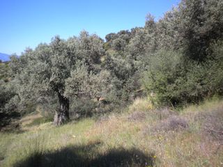Αγροτεμάχια 9.500 τ.μ. για πώληση, Εύβοια, Αμάρυνθος-thumb-1
