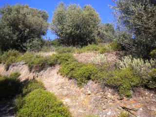 Αγροτεμάχια 9.500 τ.μ. για πώληση, Εύβοια, Αμάρυνθος-thumb-4